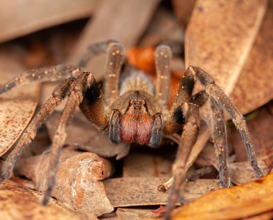 Controle de Pragas: Escorpiões e Aranhas