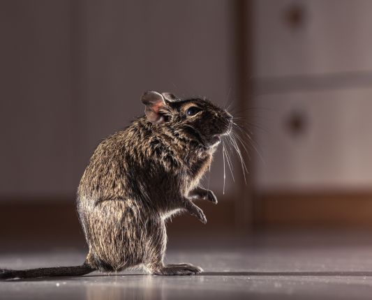 Controle de Pragas: Ratos e Camundongos