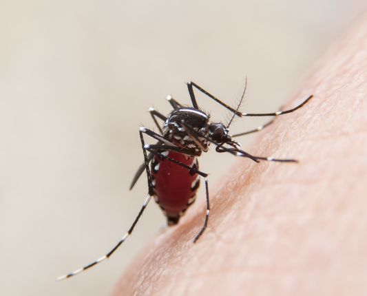 Controle de Pragas: Mosquitos e Pulgas