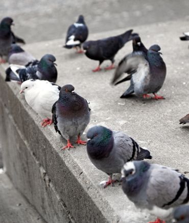 Imagem Controle de Pragas em São Paulo